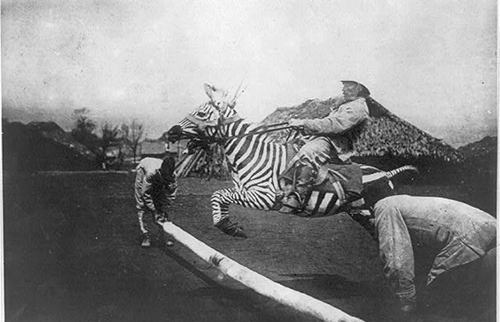 Man on a tame zebra jumping a fence in East Africa. Photo taken between 1890 and 1923. Prints & Photographs Division, Li