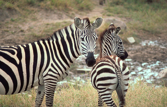 Grant’s Zebra Gary M. Stolz, photographer, Kenya, 2008. U.S. Fish and Wildlife Service National Digital Gallery.