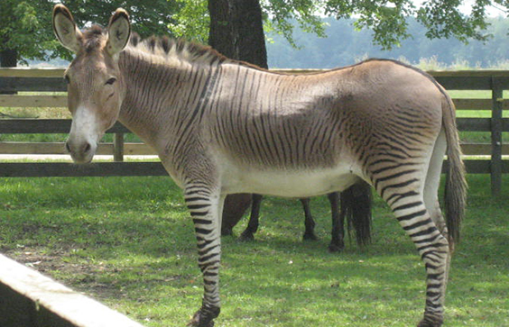 A zonky: half zebra and half donkey. Ruth Boraggina, photographer, 2006. Wikimedia Commons.