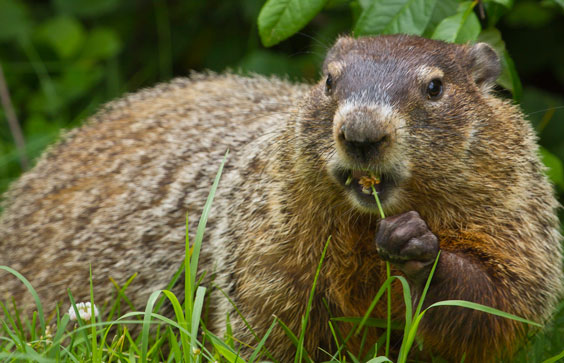 Groundhog in the Park. Shenandoah National Park, National Park Service Multimedia Gallery.