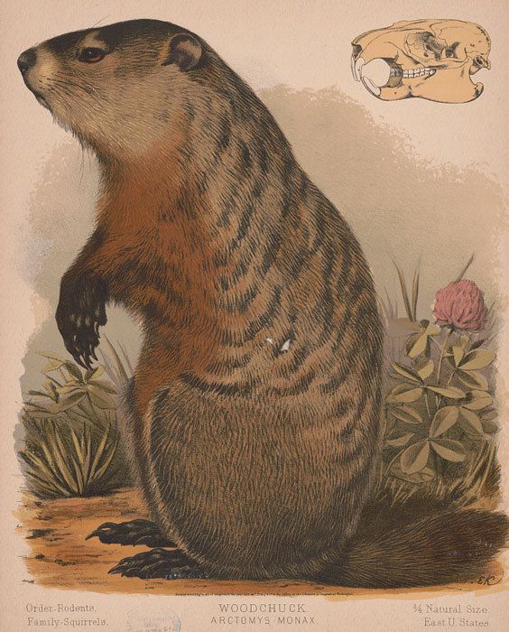 Woodchuck – Arctomys monax. L. Prang & Co. 1874. Library of Congress Prints & Photographs Division.