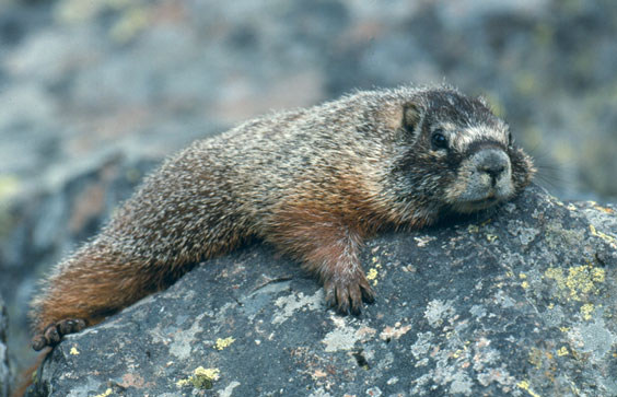 Yellow-bellied Marmot lying on boulder. 2010. Grand Teton National Park, U.S. National Park Service NPGallery.