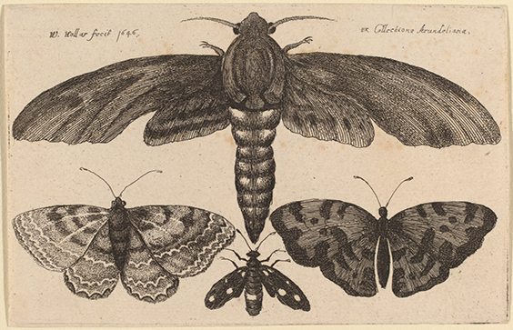 Moth and three butterlies. Wenceslaus Hollar, 1646. Rosenwald Collection, National Gallery of Art.