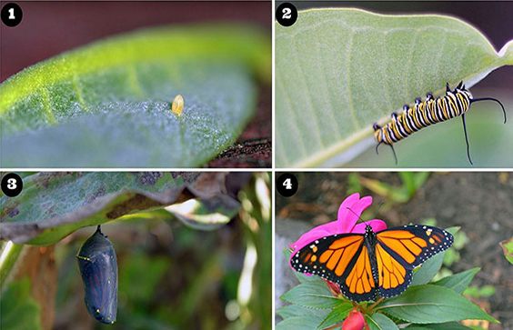 Monarch Life Cycle. Courtney Celley, Tina Shaw and Joanna Gilkeson, USFWS photographers, Shenandoah National Park, 2001.