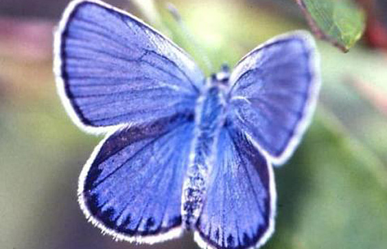The Karner Blue butterfly. USGS Multimedia Library.