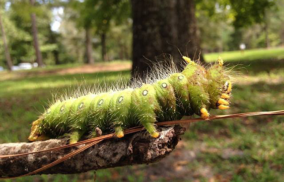 Imperial moth caterpillar, Moores Creek National Battlefield, 2014. U.S. National Park Service, NP Gallery.