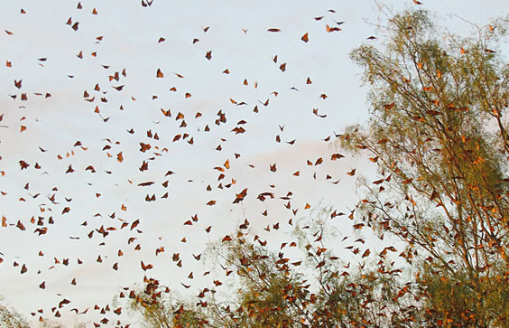 Monarch butterflies (Danaus plexippus), Amistad National Recreation Area, 2015. The monarch is the most familiar North A