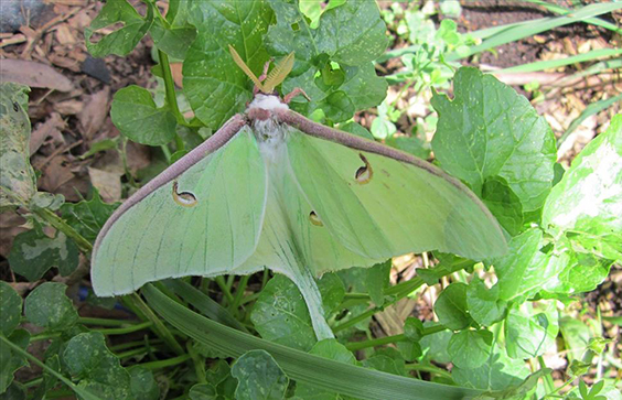 Luna moth, Shenandoah National Park, 2015. One of the largest moths in North America, the luna moth (Actias luna) has a
