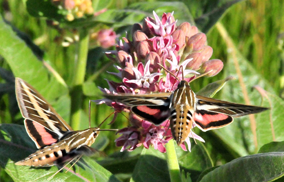 Hummingbird moth (Hyles lineata) on showy milkweed at Seedskadee National Wildlife Refuge. Tom Koerner, USFWS photograph