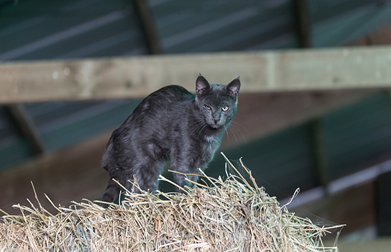 A wary farm cat at the Dunnum Family’s Top of the Town dairy farm near Westby in Vernon County, Wisconsin. Carol M. High