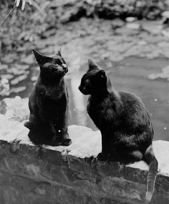 Frances Benjamin Johnston’s cats, Herman and Vermin, seated on brick railing of New Orleans house, Louisiana. Frances Be