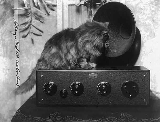 Cat looking into radio speaker, 1926. Prints & Photographs Division, Library of Congress.