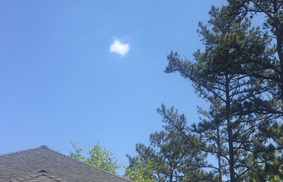 Photo of tree tops and a clear blue sky with a single small white cloud.