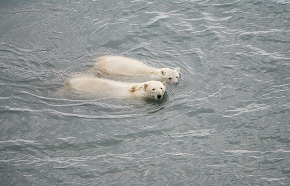 Two polar bears swimming in water in the Beaufort Sea, 2009. USGS Science Explorer.
