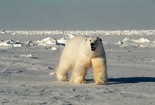 Male polar bear near the Beaufort Sea, Alaska, 2016. Steven C. Amstrup, USGS photographer, USGS Science Explorer.
