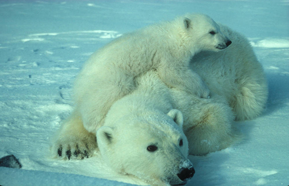 Polar bear with cub (Ursus maritimus). Scott Schliebe, USFWS photographer, 2010. U.S. Fish & Wildlife Service National D
