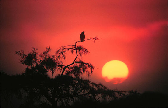 Sunrise over the Everglades. Richard Frear, photographer, National Park Service. NOAA Photo Library