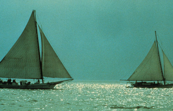 Chesapeake Bay skipjacks working on the Bay late in the afternoon. NOAA Photo Library