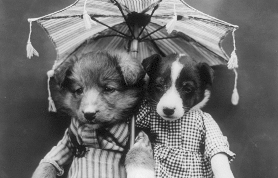 Puppies under an umbrella. 1914. Prints & Photographs Division, Library of Congress.