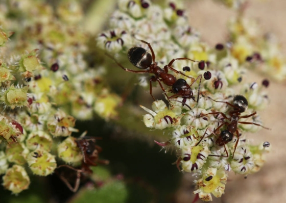 Ants on a flower