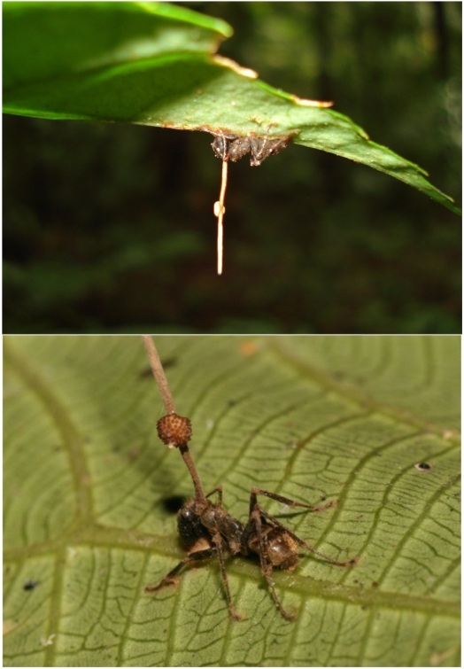 Two images of ants that have been infected with the Ophiocordyceps unilateralis fungus