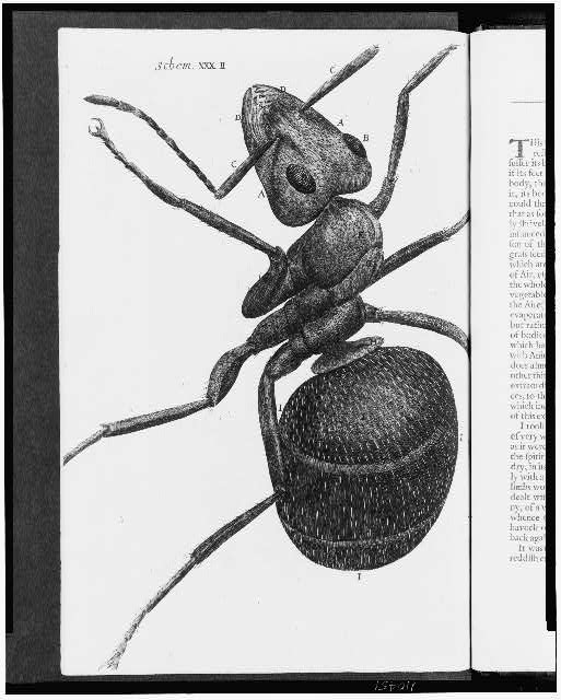 Microscopic engraving of an ant from Robert Hooke's Micrographia