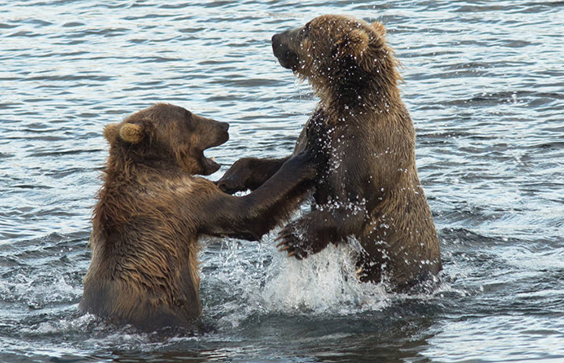Playful wrestling between two Kodiak brown bears (Ursus arctos middendorff), Kodiak National Wildlife Refuge. Steve Hill
