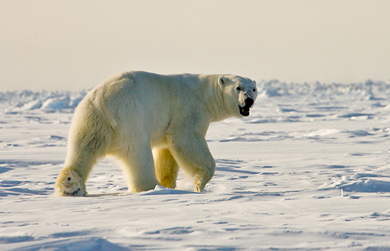 Large Polar Bear, Alaska. Mike Lockhart, photographer, 2009. USGS Science Explorer.