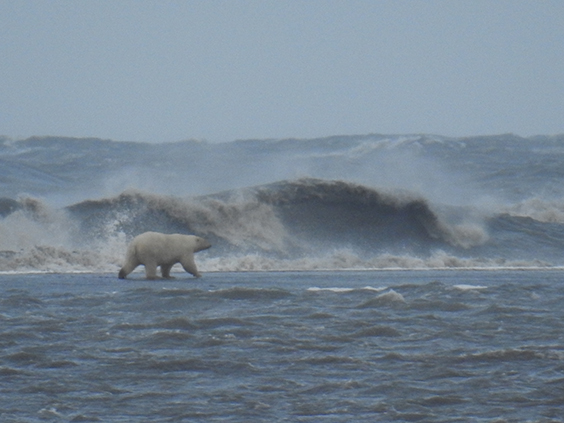 Polar Bear walks across flooded barrier island during Arctic storm. Cordell Johnson, USGS Pacific Coastal and Marine Sci