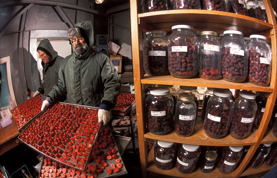 USDA scientists flash-freeze and store berries for later evaluation of their suitability as a frozen product. Agricultur