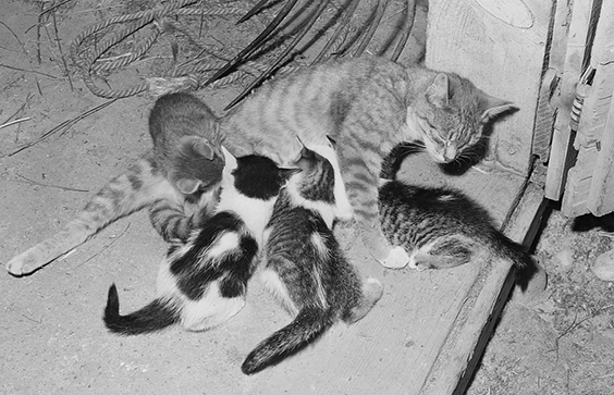 Cat and her kittens, Canyon County, Idaho. Russell Lee, photographer, 1941. Prints & Photographs Division, Library of Co