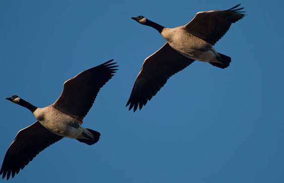 Canada geese (Branta canadensis), Siletz Bay National Wildlife Refuge. Peter Pearsall, USFWS photographer. 2015. U.S. Fi