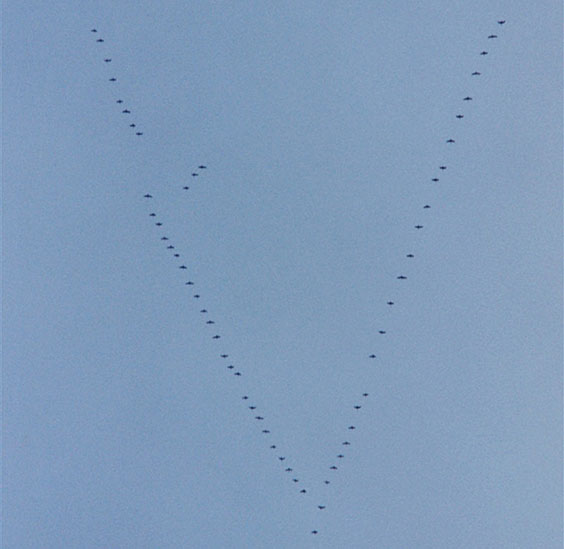 Geese flying in classic V formation. Ben Mieremet, NOAA photographer. 1995. NOAA Photo Library.