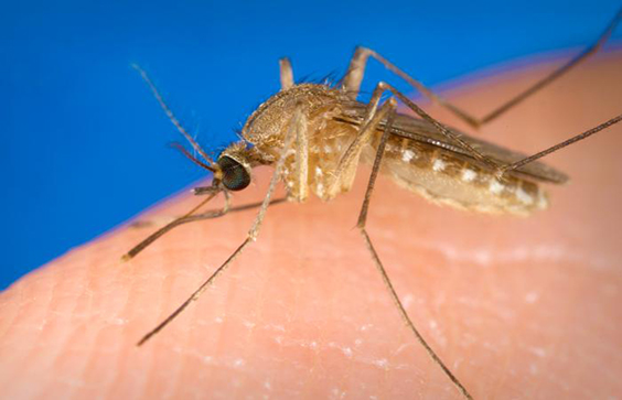 Known as a vector for the West Nile virus, this Culex quinquefasciatus mosquito has landed on a human finger, in order t
