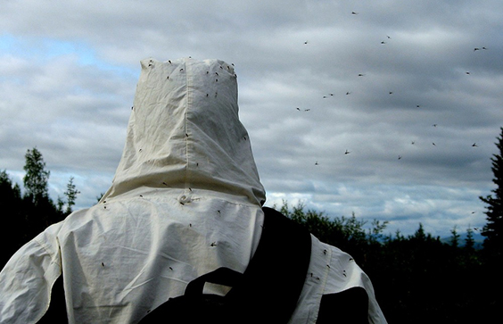 Just a few Bugs: Mosquitoes aren鈥檛 a big deal in June and July but ONLY if you remember to wear bug jackets, head nets,