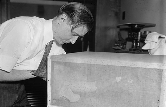 Fed alive to mosquitoes. Washington, D.C., April 24. One of the unsung heroes of the government service is Carroll Smith