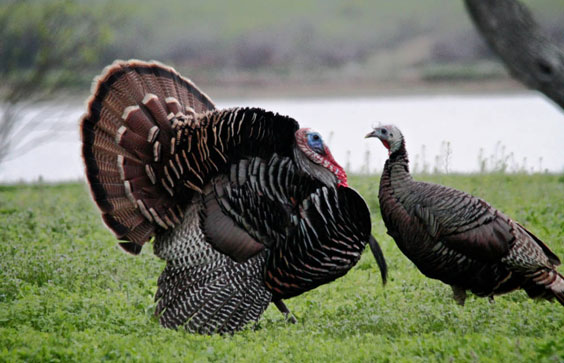 Talking Turkey. Robert Pos, photographer., 2010. U.S. Fish and Wildlife Service
