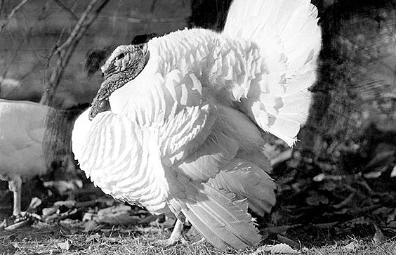 The Beltsville Small White turkey was bred to have lots of breast meat. Agricultural Research Service, U.S. Department o