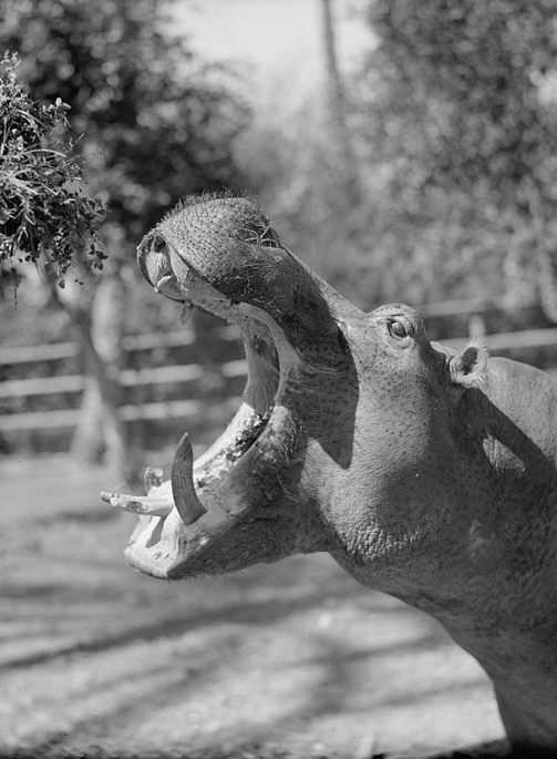 Hippo yawning, Khartoum Zoo, Sudan. Matson Photo Service, 1936. Prints & Photographs Division, Library of Congress