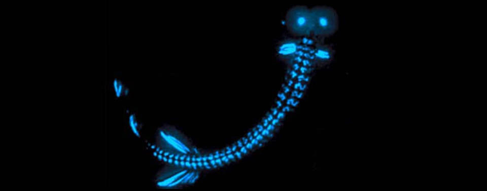http://oceanexplorer.noaa.gov/facts/bioluminescence.html Image courtesy of Islands in the Sea 2002, NOAA/OER.