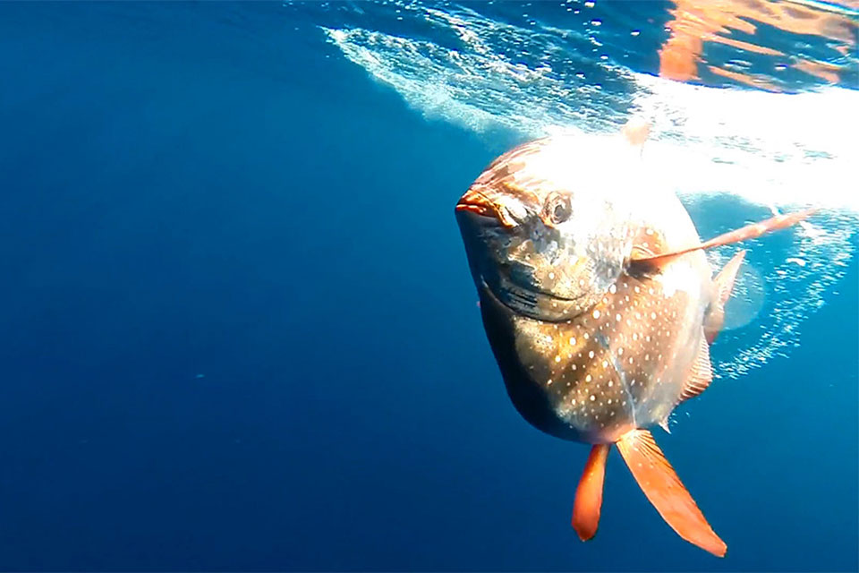an opah swimming in the open ocean