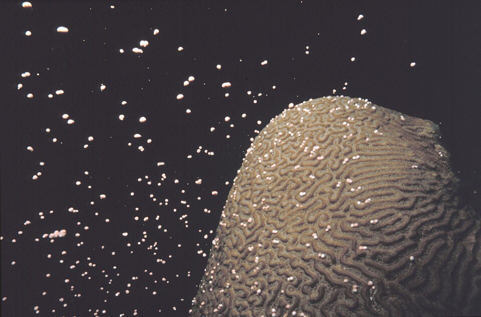 a brain coral releasing a cloud of tiny white eggs and sperm into dark water