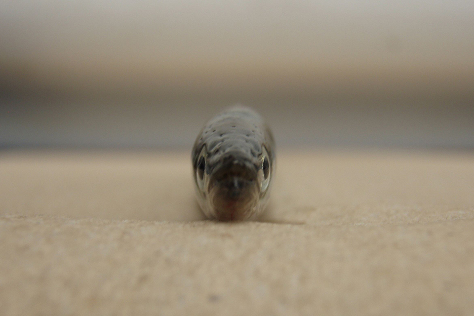 Image of a Pacific sand lance