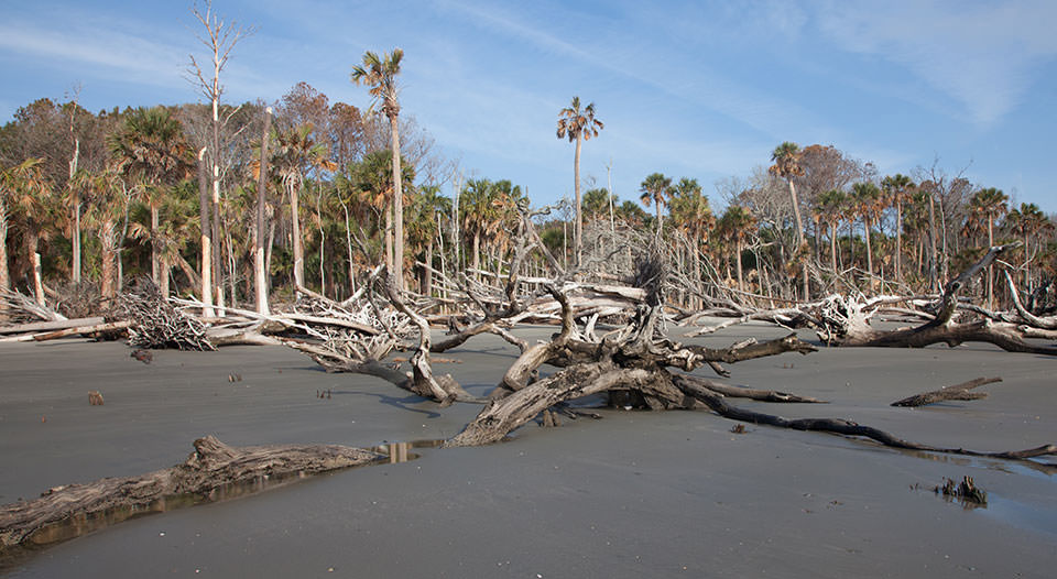 a maritime forest