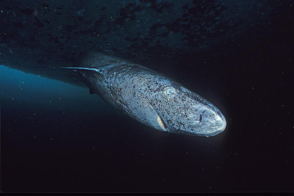 Close-up image of a greenland shark taken at the floe edge of the Admiralty Inlet, Nunavut.