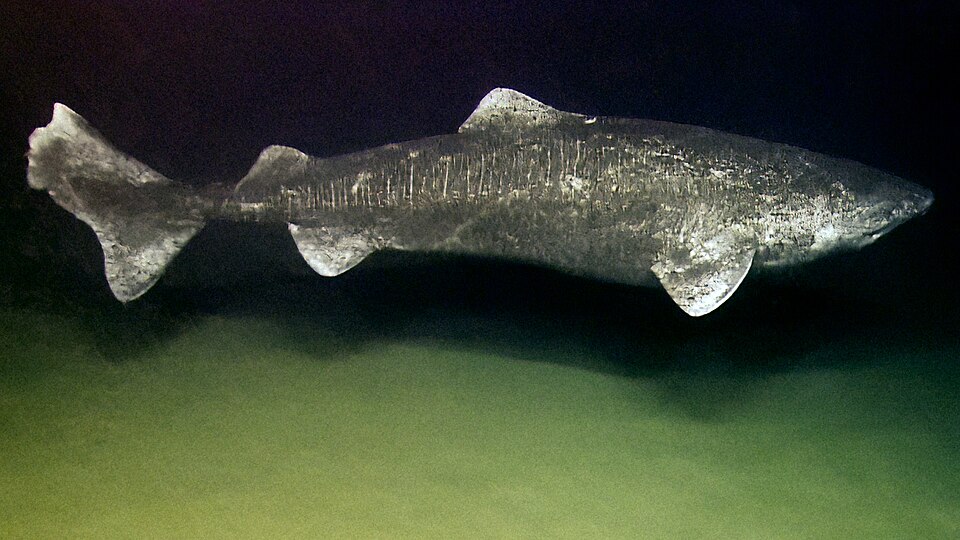 a Greenland shark swimming just above the deep seafloor