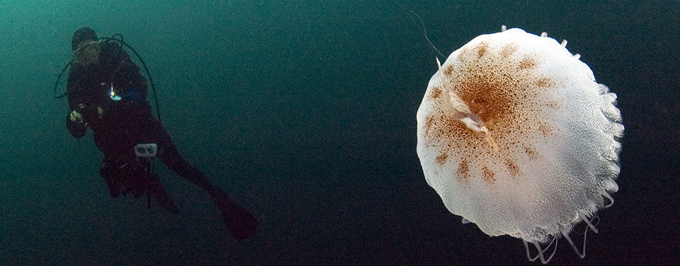 A jellyfish