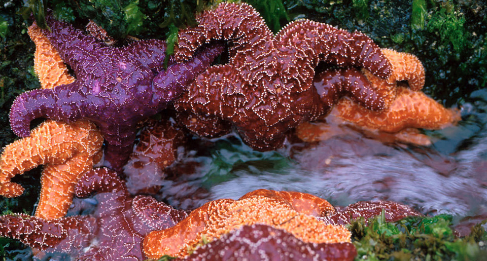sea star