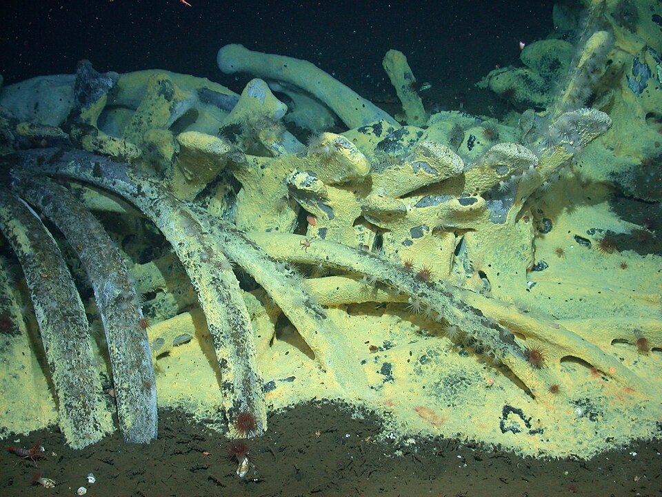 the bones of a whale on the deep seafloor, covered in white and yellow mats of bacteria