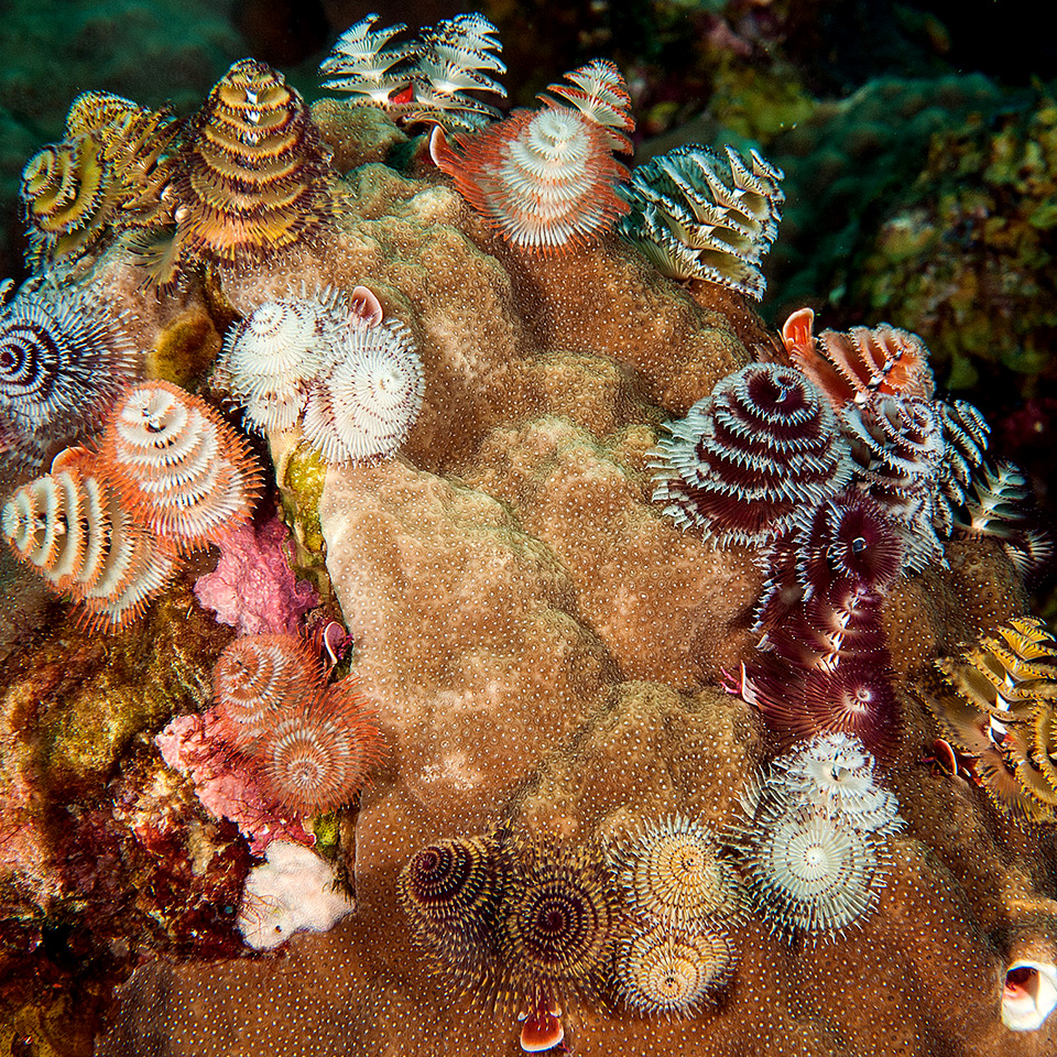 Christmas Tree Worms